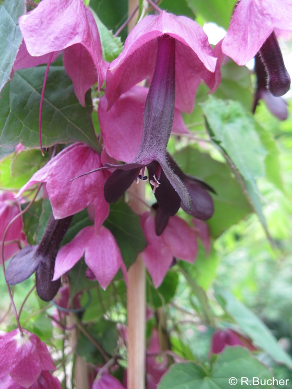 Exotische Nutz und Zierpflanzen Rhodochiton atrosanguineus