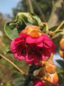 Rhodoleia championii