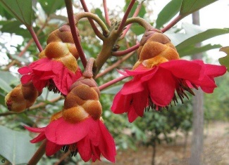 Rhodoleia championii