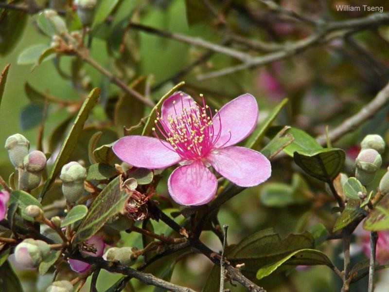 Exotische Nutz und Zierpflanzen Rhodomyrtus tomentosa