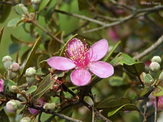 Rhodomyrtus tomentosa