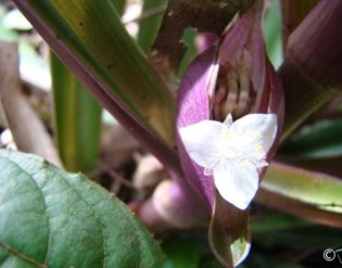 Rhoeo spathacea