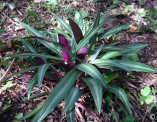 Rhoeo spathacea