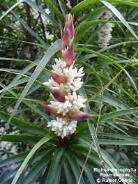 Richea dracophylla
