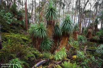 Richea pandanifolia