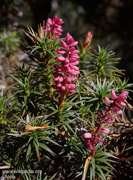 Exotische Nutz und Zierpflanzen Richea scoparia
