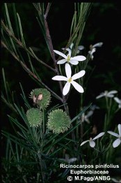Ricinocarpos pinifolius 