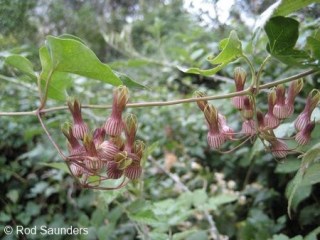 Riocreuxia torulosa