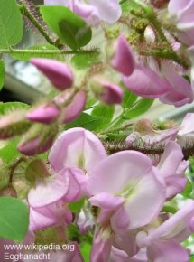 Robinia fertilis 