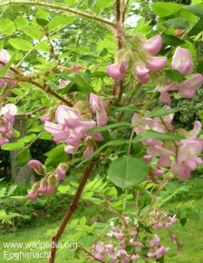 Robinia fertilis 