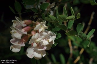 Robinia neomexicana