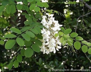 Robinia pseudoacacia 