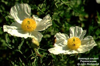 Romneya coulteri