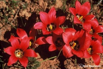 Romulea amoena 