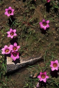 Romulea atrandra var. atrandra