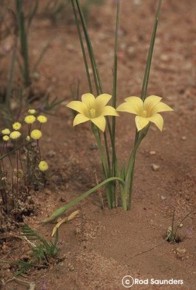 Romulea citrina 