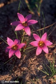 Romulea cruciata var. cruciata 