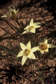 Romulea discifera