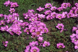 Romulea komsbergensis