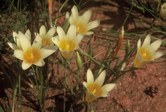 Romulea leipoldtii