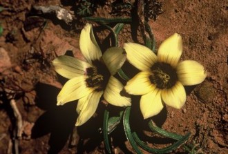 Romulea luteoflora