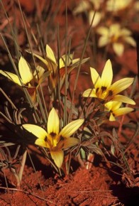 Romulea monticola