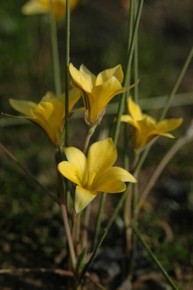 Romulea multisulcata