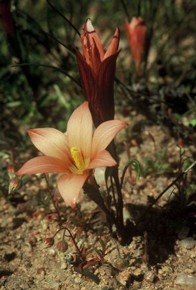 Romulea namaquensis