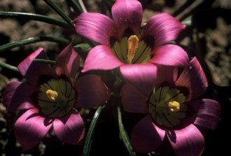 Romulea subfistulosa