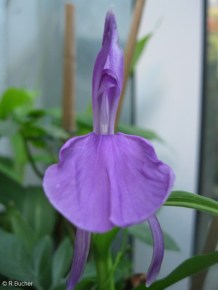 Roscoea alpina