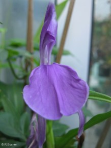 Roscoea alpina