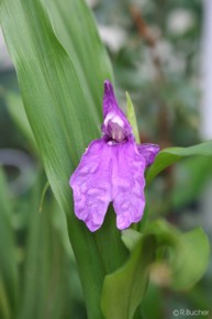 Roscoea purpurea