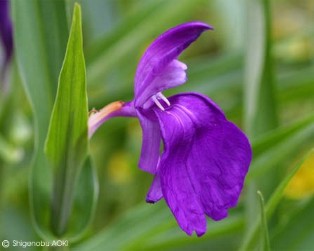 Roscoea purpurea