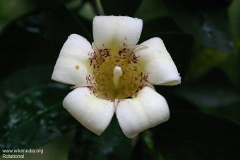 Rothmannia capensis