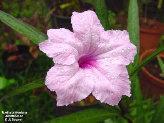 Ruellia brittoniana