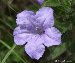 Ruellia humilis