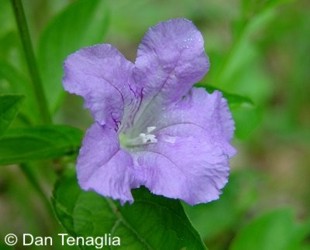 Ruellia strepens