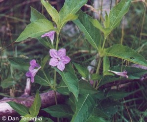 Ruellia strepens