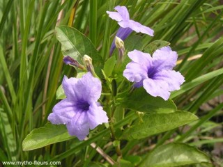 Ruellia tuberosa