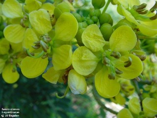 Senna siamea