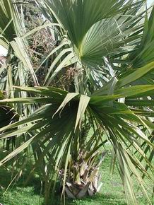 Sabal palmetto 