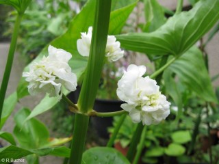 Sagittaria latifolia