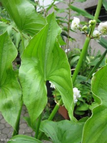 Sagittaria latifolia