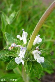 Salvia apiana