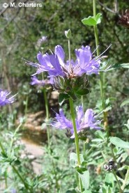 Salvia clevelandii 