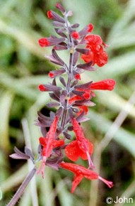 Salvia coccinea