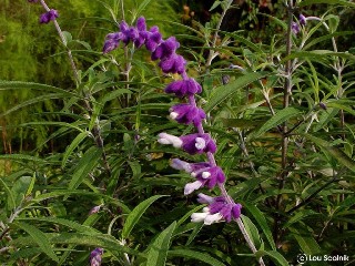 Salvia leucantha