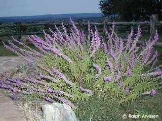 Salvia leucantha