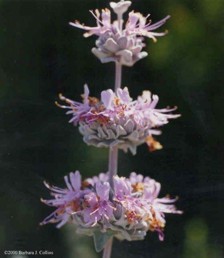 Salvia leucophylla