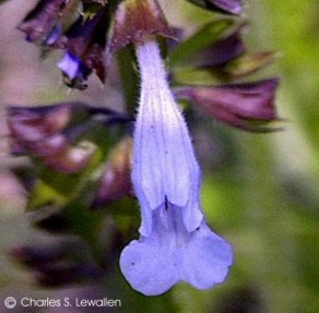 Salvia lyrata